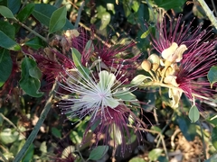 Capparis zeylanica