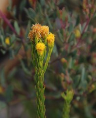 Leucadendron olens