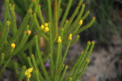 Leucadendron olens