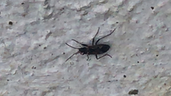 Rhyparochromus vulgaris