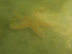 Astropecten aranciacus