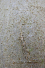 Zimmermannia liebwerdella