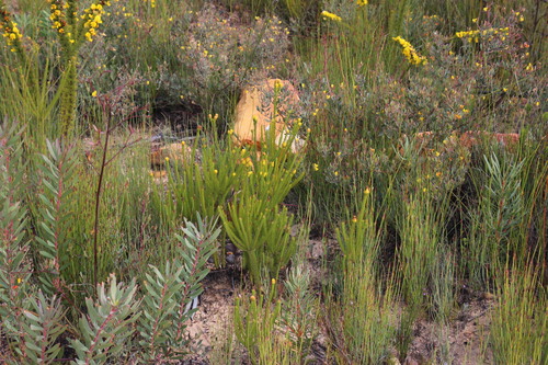 Image of Leucadendron olens by (c) Tony Rebelo, some rights reserved (CC BY-SA)