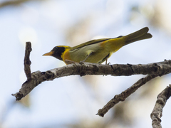 Hemithraupis guira