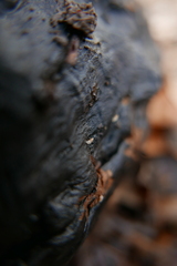 Carychium