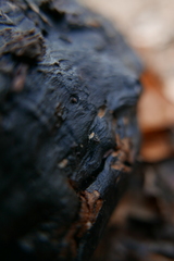 Carychium