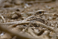 Caprimulgus climacurus