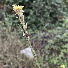 Hippodamia variegata