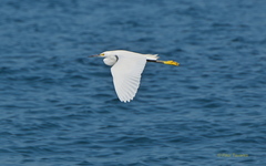 Egretta thula