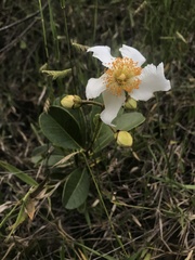 Kielmeyera variabilis