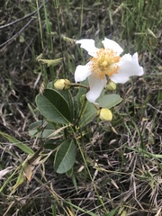 Kielmeyera variabilis