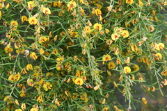 Bossiaea linophylla