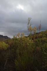Leucadendron ericifolium