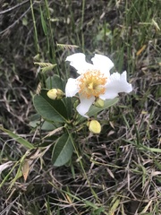 Kielmeyera variabilis