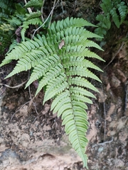 Dryopteris championii