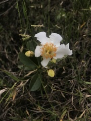 Kielmeyera variabilis