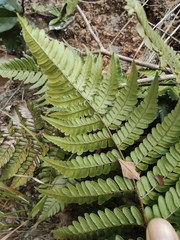 Dryopteris championii