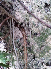 Dryopteris championii