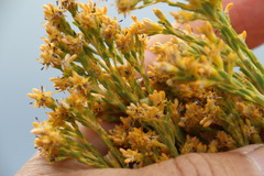 Leucadendron ericifolium