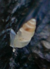 Carychium