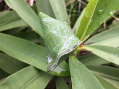 Cheiracanthium inclusum