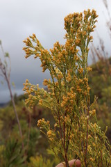 Leucadendron ericifolium