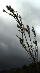 Leucadendron ericifolium
