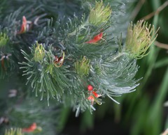 Adenanthos sericeus