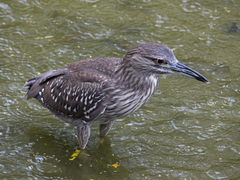 Nycticorax nycticorax