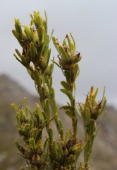Leucadendron ericifolium