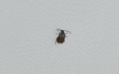 Callosobruchus maculatus