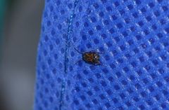 Callosobruchus maculatus