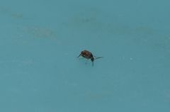 Callosobruchus maculatus