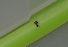 Callosobruchus maculatus