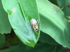 Cheiracanthium inclusum