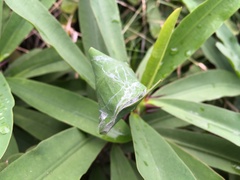 Cheiracanthium inclusum