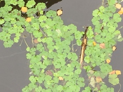Hydrocotyle ranunculoides