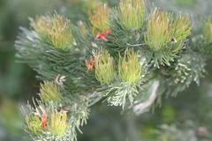 Adenanthos sericeus