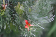 Adenanthos sericeus
