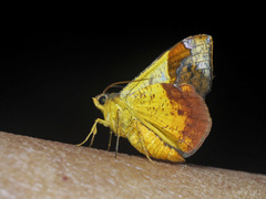 Fascellina castanea
