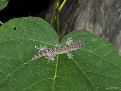 Gekko monarchus