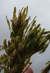 Leucadendron ericifolium
