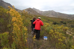 Leucadendron ericifolium