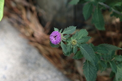 Centratherum punctatum