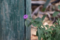 Centratherum punctatum