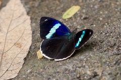 Diaethria ceryx