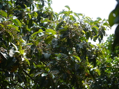 Elaeagnus latifolia