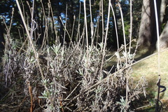 Lavandula angustifolia