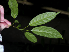 Clerodendrum laevifolium