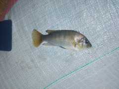 Astatotilapia calliptera